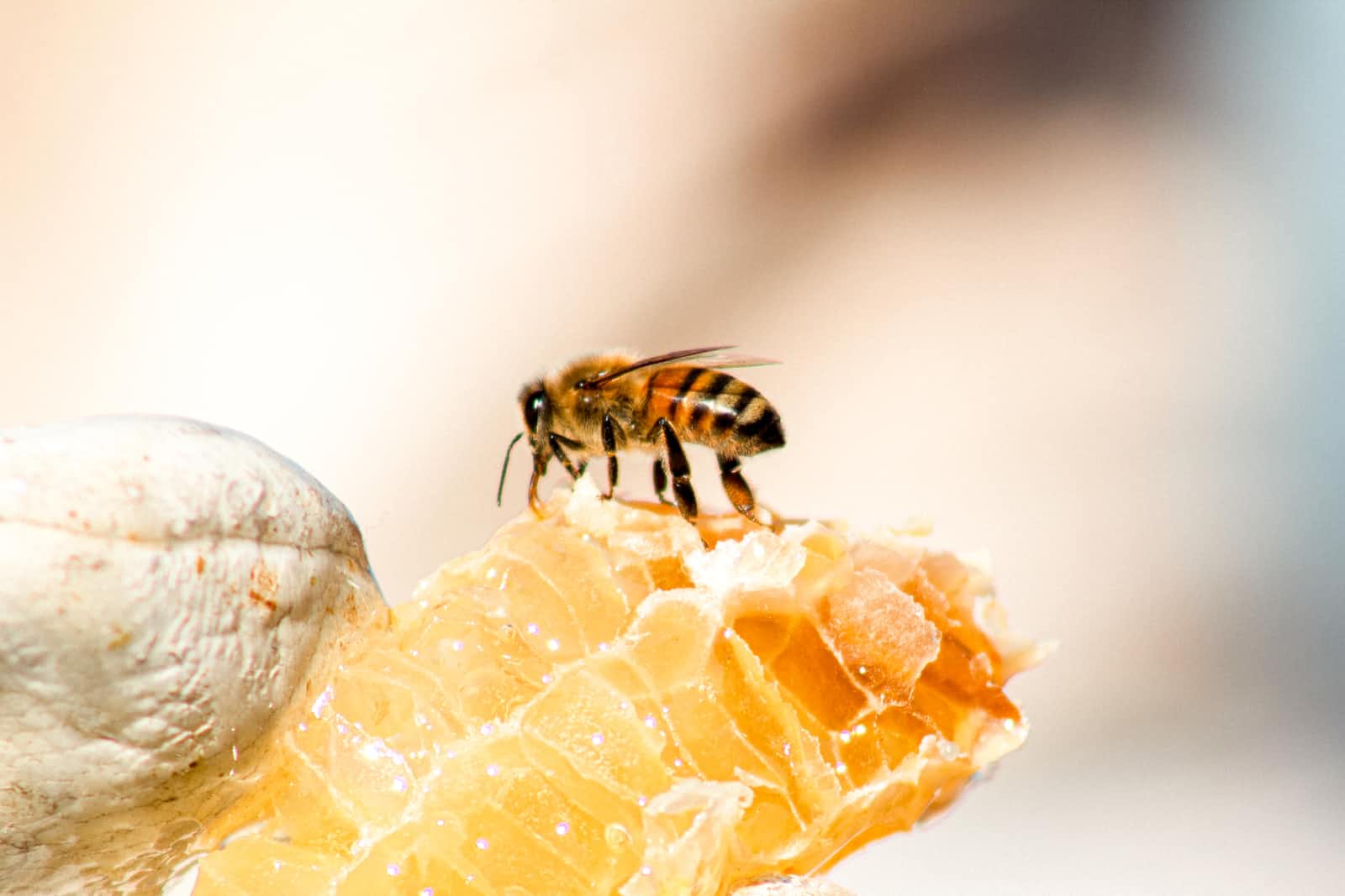 A honeycomb with a bee