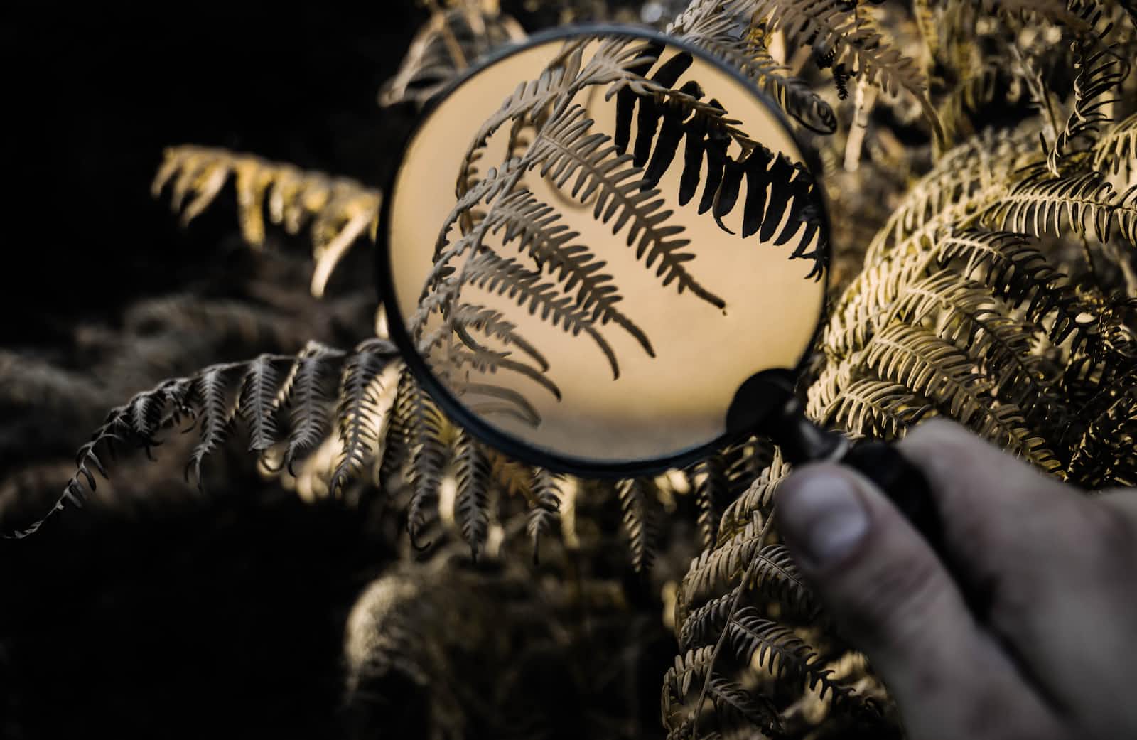 A magnifying glass to magnify the view of a leaf a fern