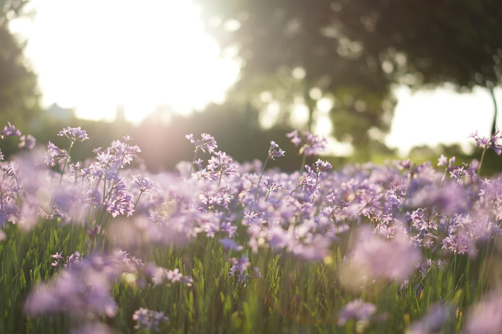 A field of lilacs