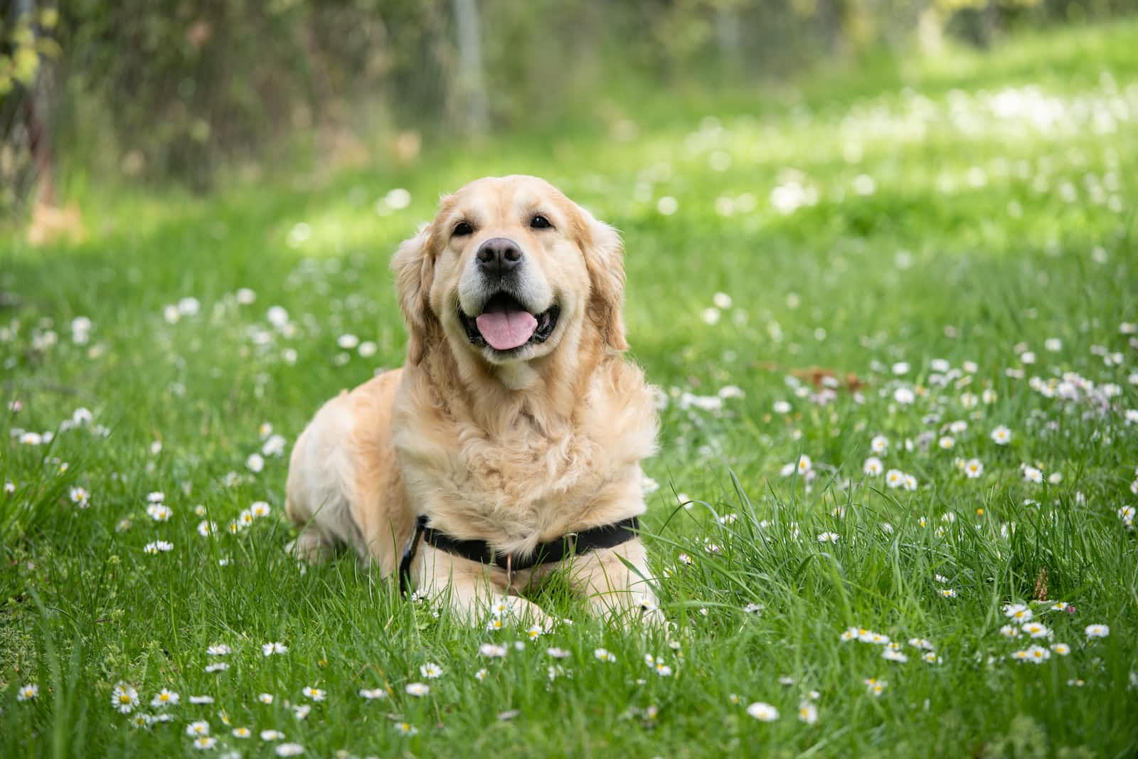 Golden retriever dog sitting on grass